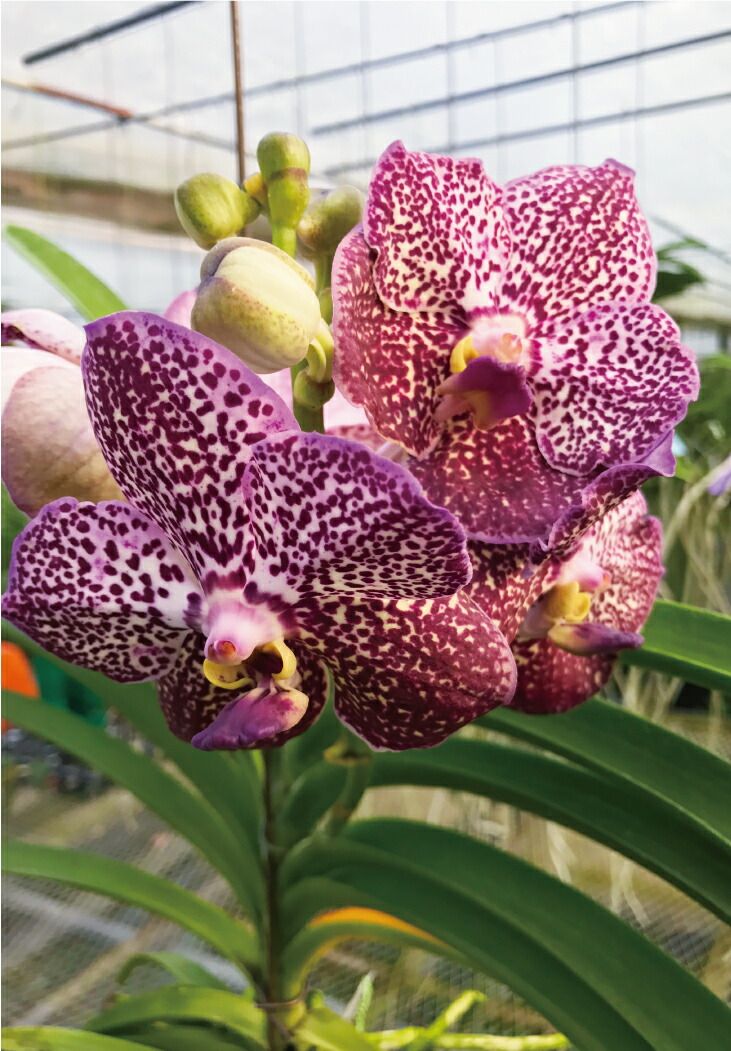 楽天市場】洋ランの苗『バンダ 「フレグランス ブラック」【花咲く苗