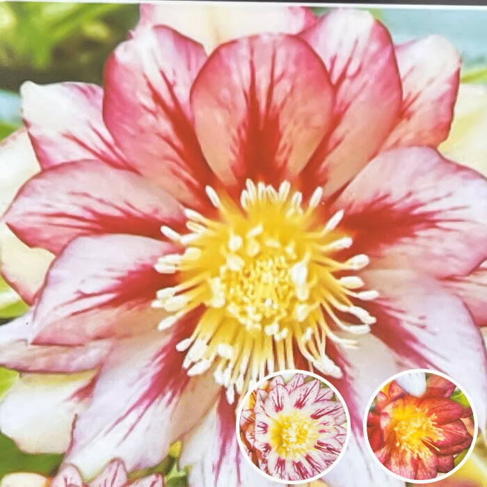 楽天市場】クリスマスローズ苗 ネオン系ダブル 10.5cmポット 曽田園芸