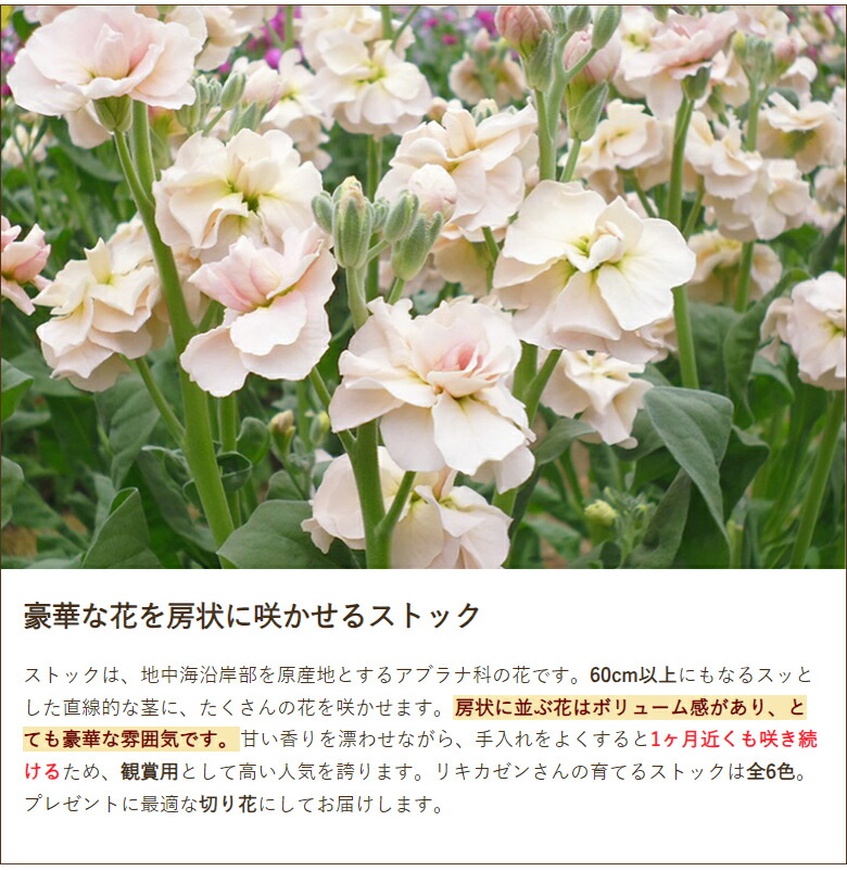 楽天市場】ストック（切り花）10本入り（5本×2束） リキカゼン