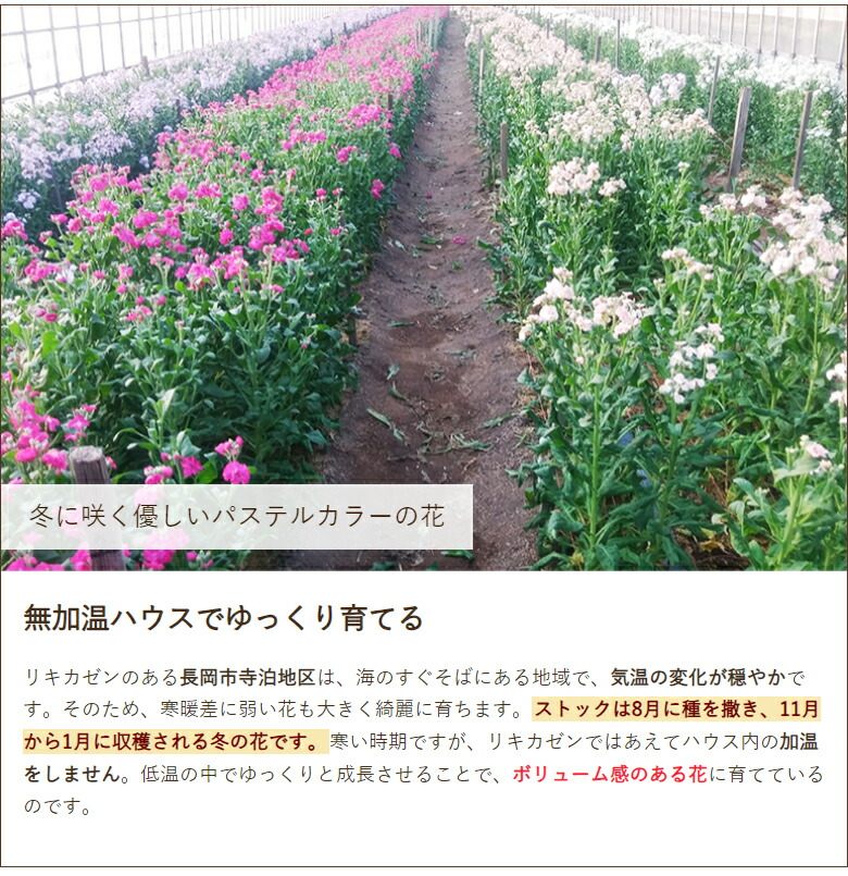 楽天市場】ストック（切り花）10本入り（5本×2束） リキカゼン