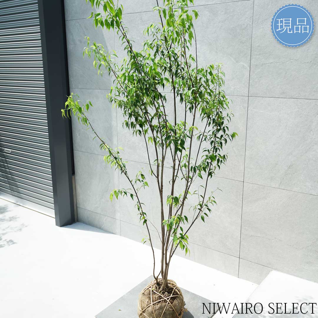 楽天市場】【現品】【ハイノキ】株立ち 自然風樹形 樹高H≒200 × 枝張W