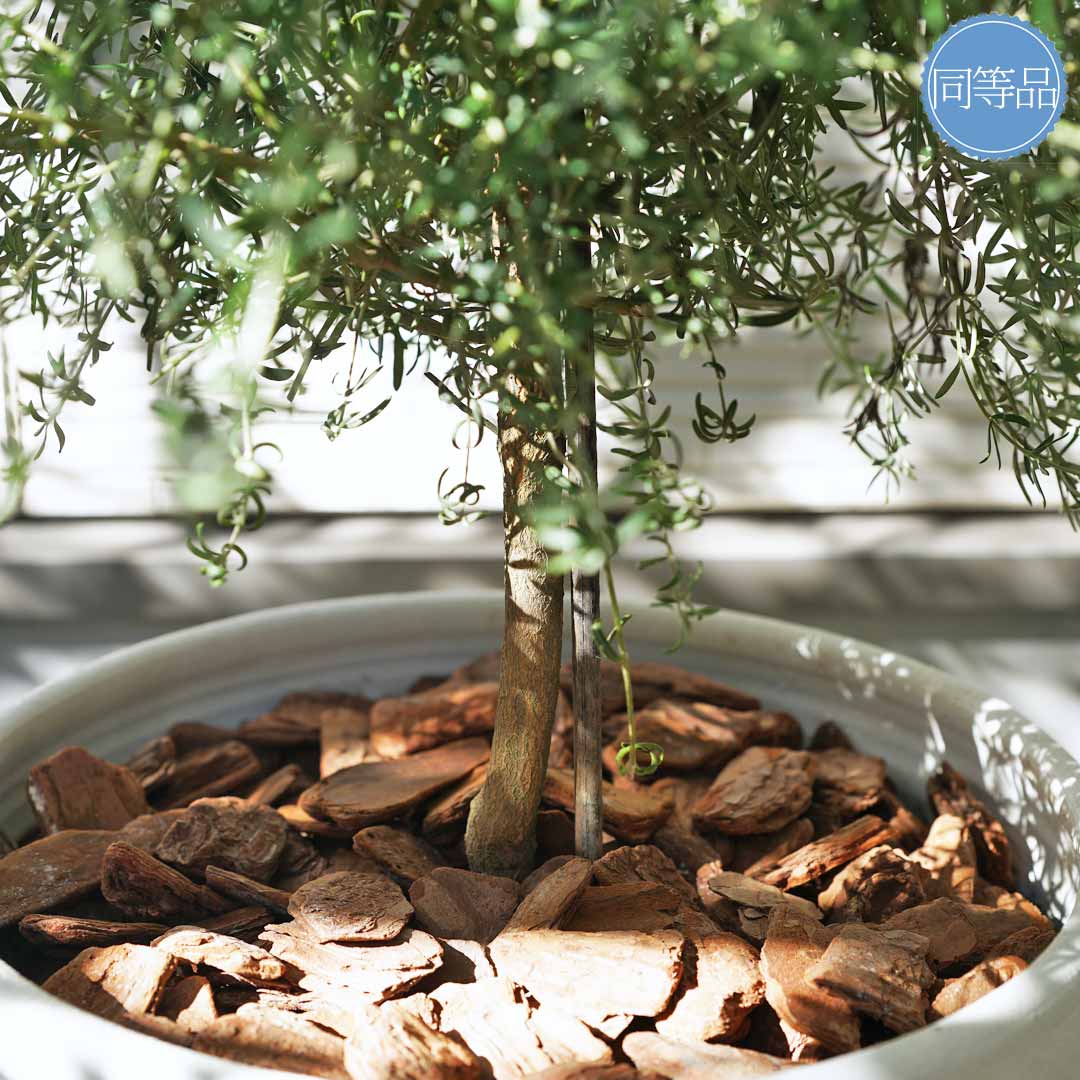 楽天市場】鉢植え【ウエストリンギア】クリスマスツリー風仕立て