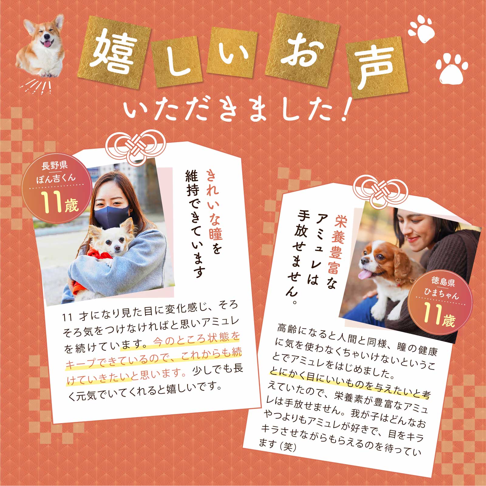 楽天市場】【エントリーでポイント10倍】 amure-アミュレ- 犬用