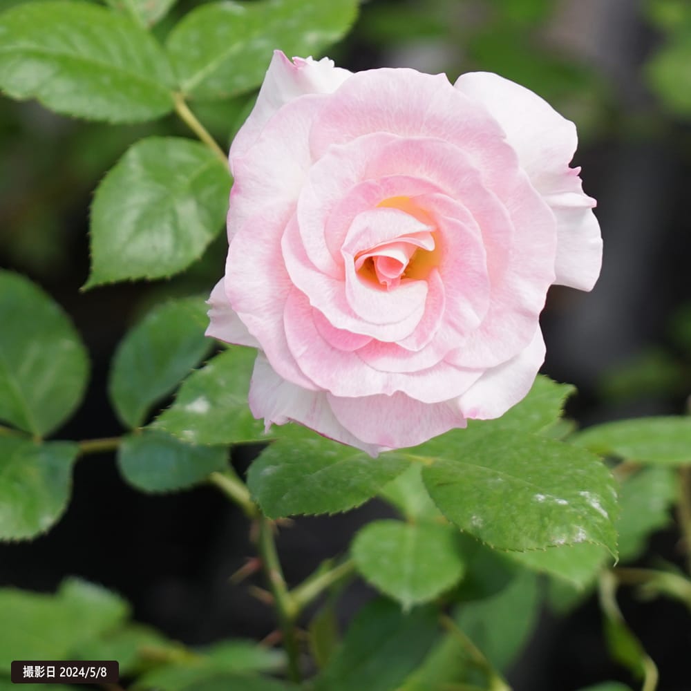 楽天市場】四季咲きバラ苗 【マチルダ】 2年生大苗 : 苗木部 by 花