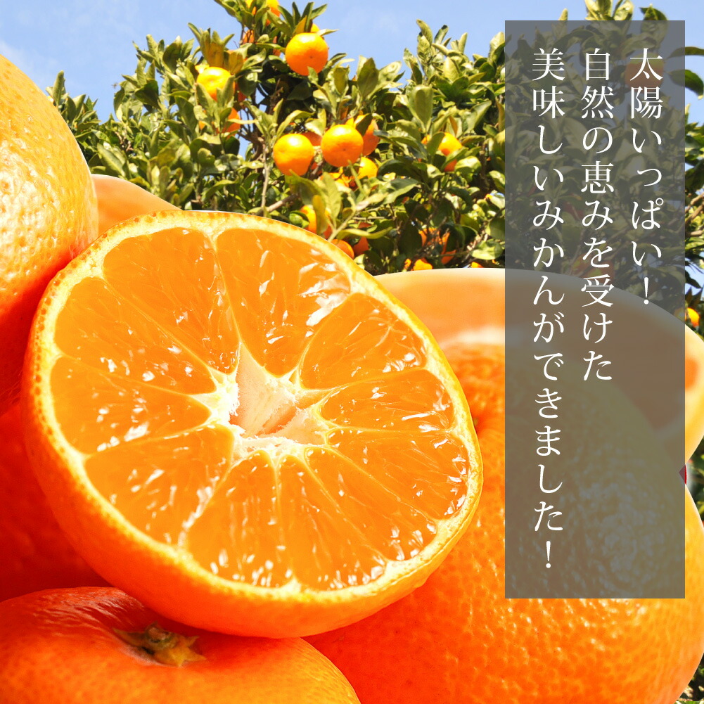 楽天市場】特選 みかん M L 2.5kg 5kg 10kg 贈答用 秀品 赤秀 送料無料