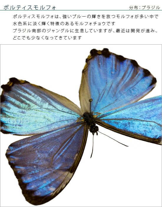 楽天市場】昆虫標本 蝶の標本 ポルティスモルフォ メタリック調ライト