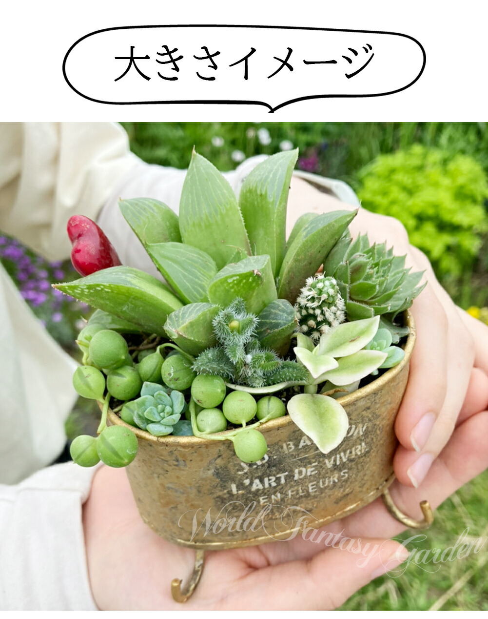 楽天市場】ギフト 多肉植物 プレゼント ブリキ鉢 寄せ植え 選べる2色