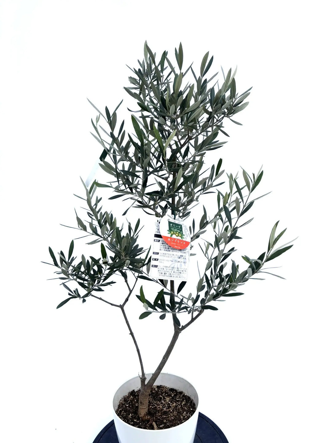 ホジブランコ Sサイズ 約100cm NO.10427 オリーブの木 - 株式会社鶴亀園