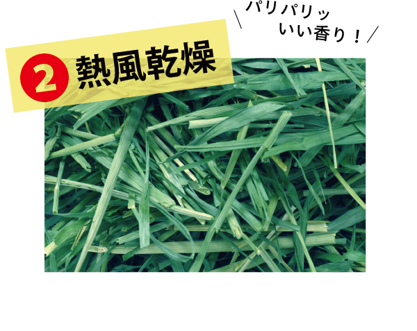 イタリアンライグラスヤング - 株式会社ウーリー｜うさぎの食彩工房