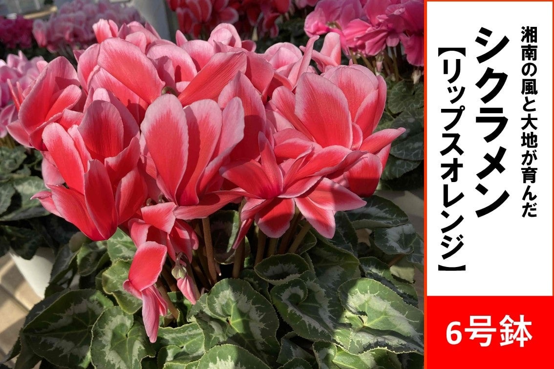 シクラメン 6号鉢【リップスオレンジ】: JA全農かながわ|【JA