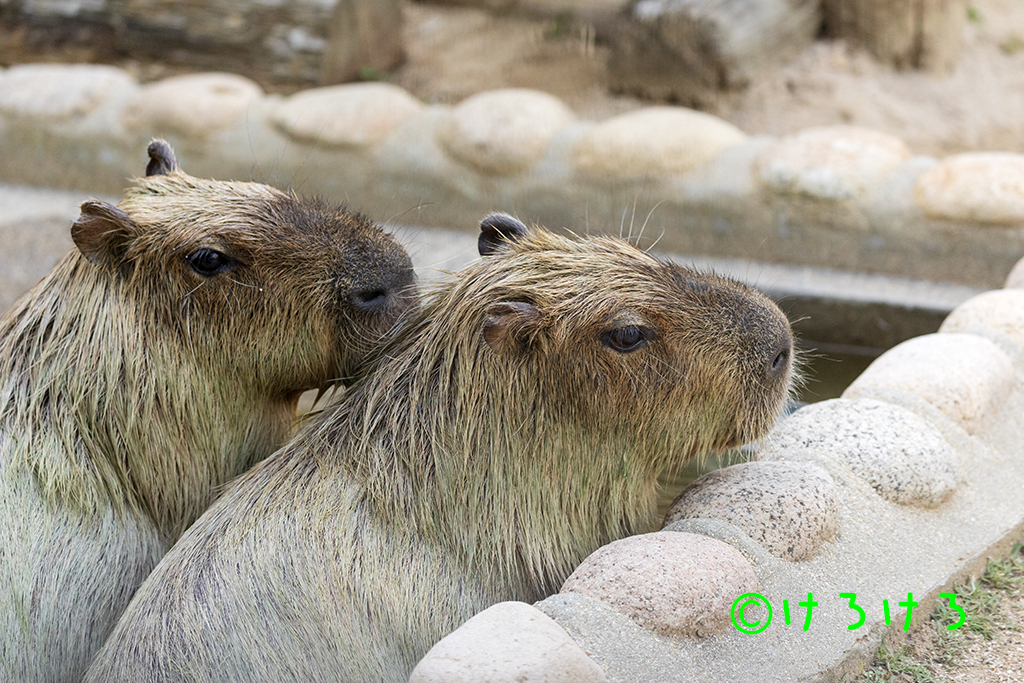 カピバラ2024年05月05日(王子動物園) | カピバラ・タンク