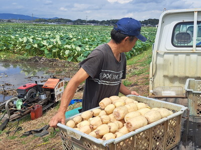 先行予約】レンコン 2kg【新れんこん】 ◇ ｜ 収穫仕立て 産地直送