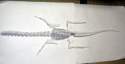 学研「1/35 恐竜骨格モデルシリーズ ディプロドクス」