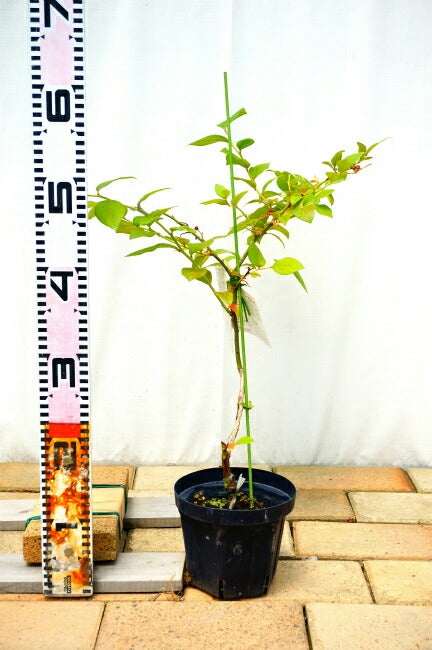 ブルーベリー ノーザンハイブッシュ系 チャンドラー 苗 植え方 苗木部