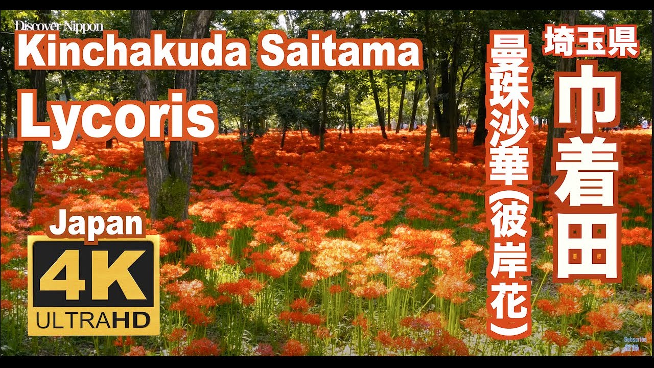 4k］巾着田の曼珠沙華（彼岸花）埼玉、Lycoris（red spider lily) in