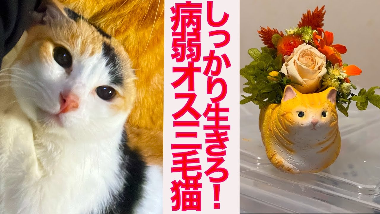 病弱オス三毛猫、仲間たちを看取った後の変化 Living his life in step