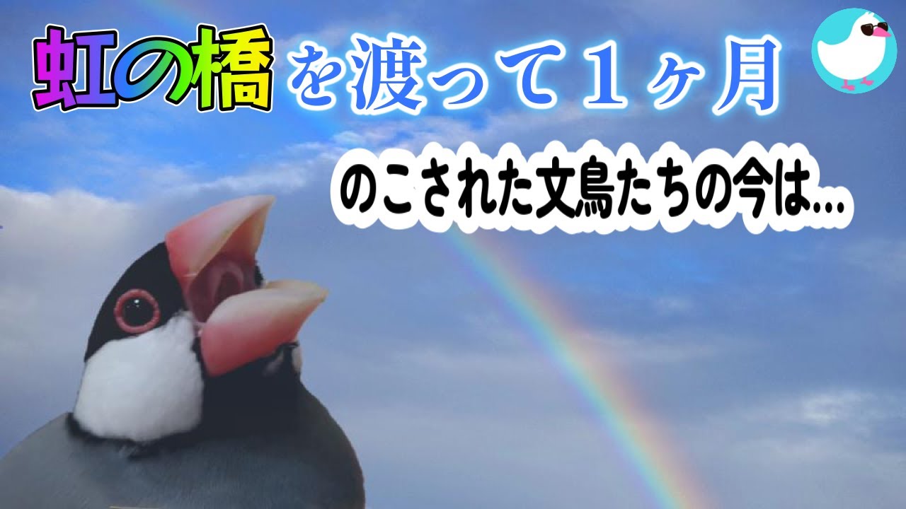 虹の橋を渡って1ヶ月～のこされた文鳥たちの今と、兄文鳥が遺してくれ