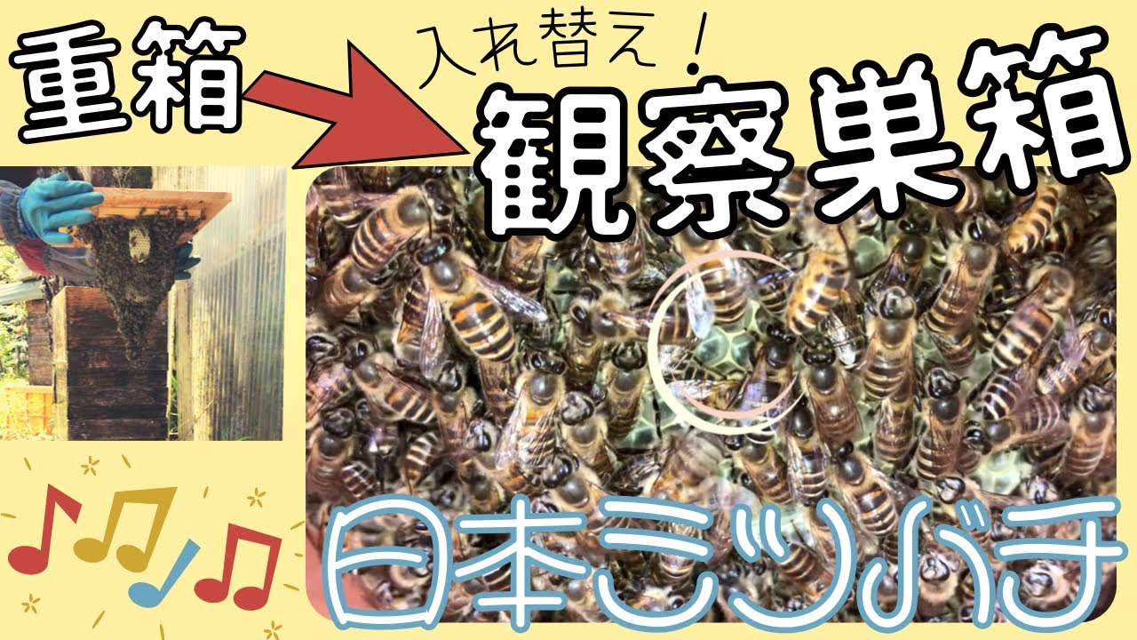 暑いかもしれない場所に入居した【日本ミツバチ】🐝💨💨観察巣箱へ