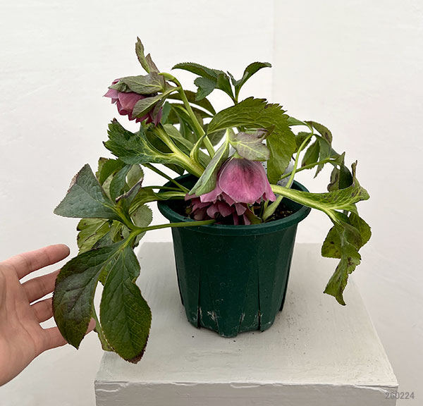 園芸ネット本店｜クリスマスローズ：ベルギー育種 ダブルオーバー