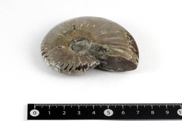 アンモナイト 化石 105g｜化石 通販 キラリ石