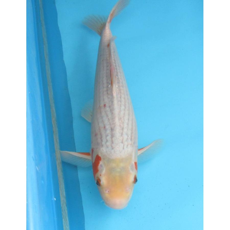 錦鯉 No06 銀鱗昭和 令和6年産 49cm 錦鯉 : アキカン ヤフー店 - 通販