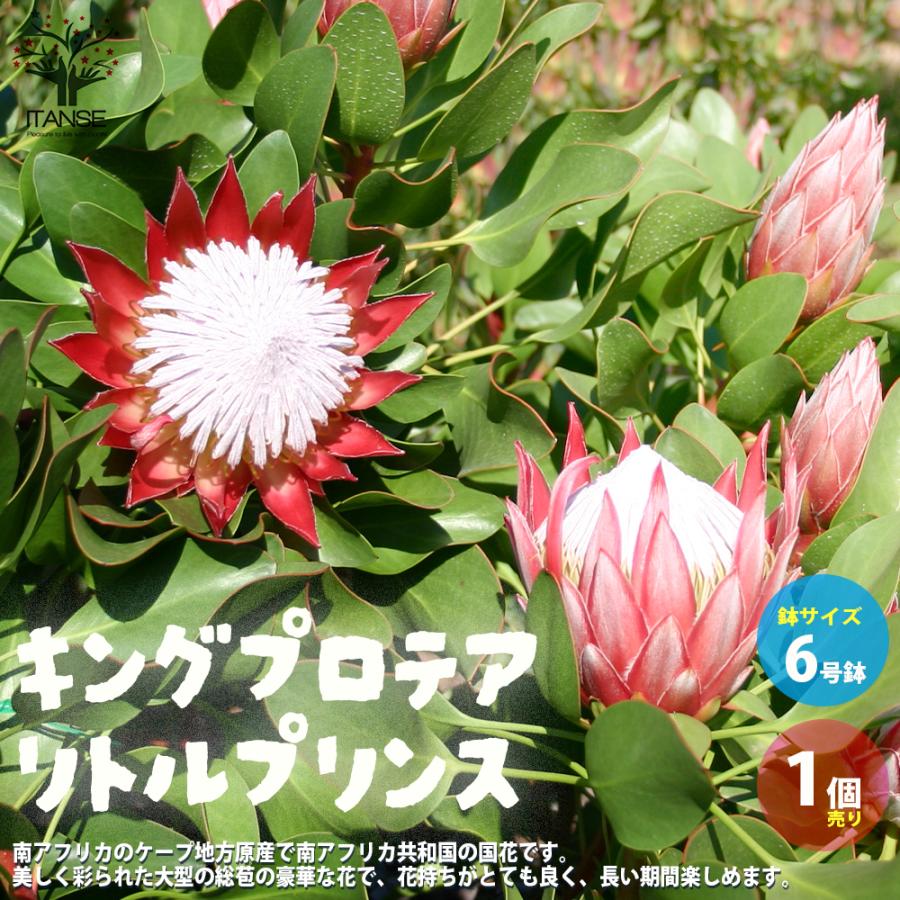 ITANSE キングプロテア リトルプリンス 花苗 6号鉢大苗 1個売り 花の苗