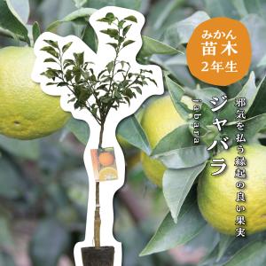 不知火】 柑橘大苗 3年生接木苗 雑柑 ※納期指定:発送予定2026年3