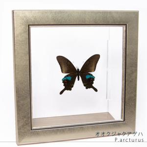 昆虫標本 蝶の標本 キプリスモルフォ メタリック調ライトフレーム