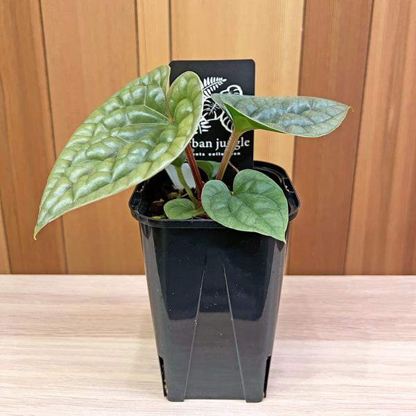 アンスリウム ルクスリアンス 3.5号 アーバンジャングル Anthurium