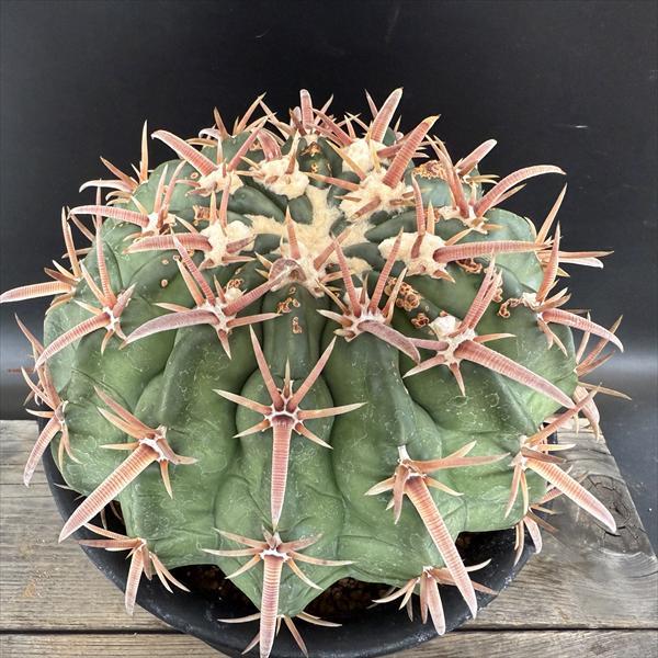 ☆特価☆サボテン：ホマロケファラ 綾波*幅14cm 現品！一品限り