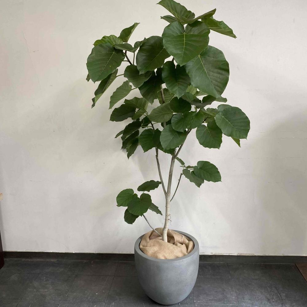 ウンベラータ10号【東京・神奈川限定配送商品】/盆栽、多肉植物、塊根