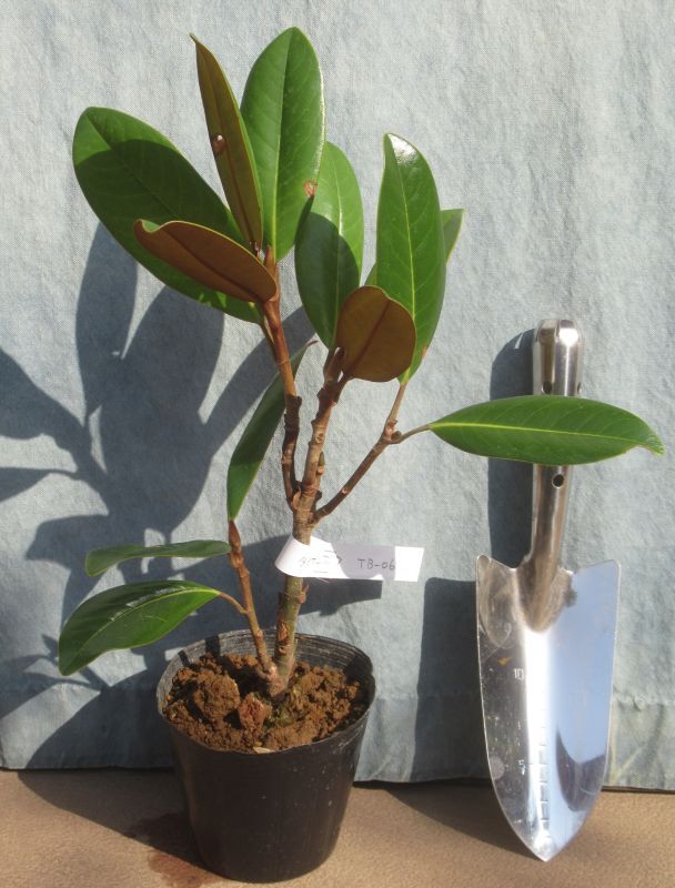 タイサンボク泰山木＜苗木・植木・花木の生産販売（通信販売・通販）