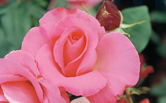 ザ・マッカートニー・ローズ（大苗）7号鉢植え バラ苗 四季咲き大輪系