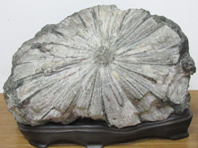 自然が生み出した芸術品 鑑賞石