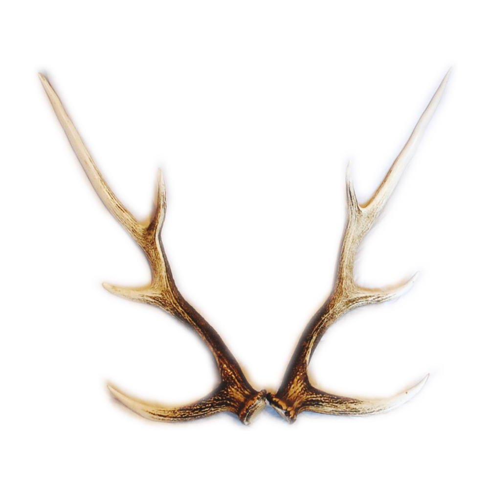 Amazon.co.jp: 【ノーブランド品】 北海道産 蝦夷鹿（エゾシカ）の角