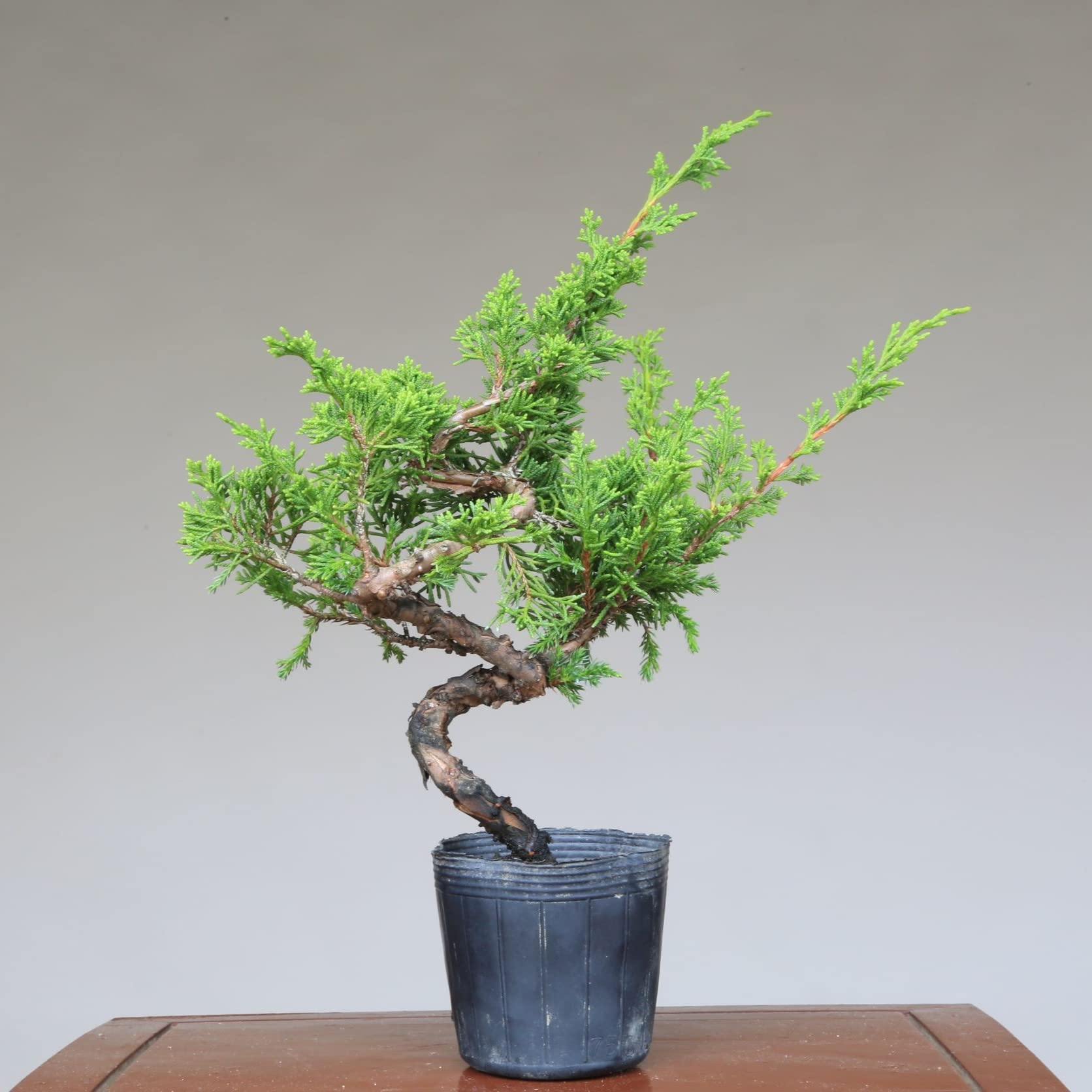 Amazon.co.jp: 糸魚川真柏 盆栽 素材・苗木 3本セット 【泰寿園 Online