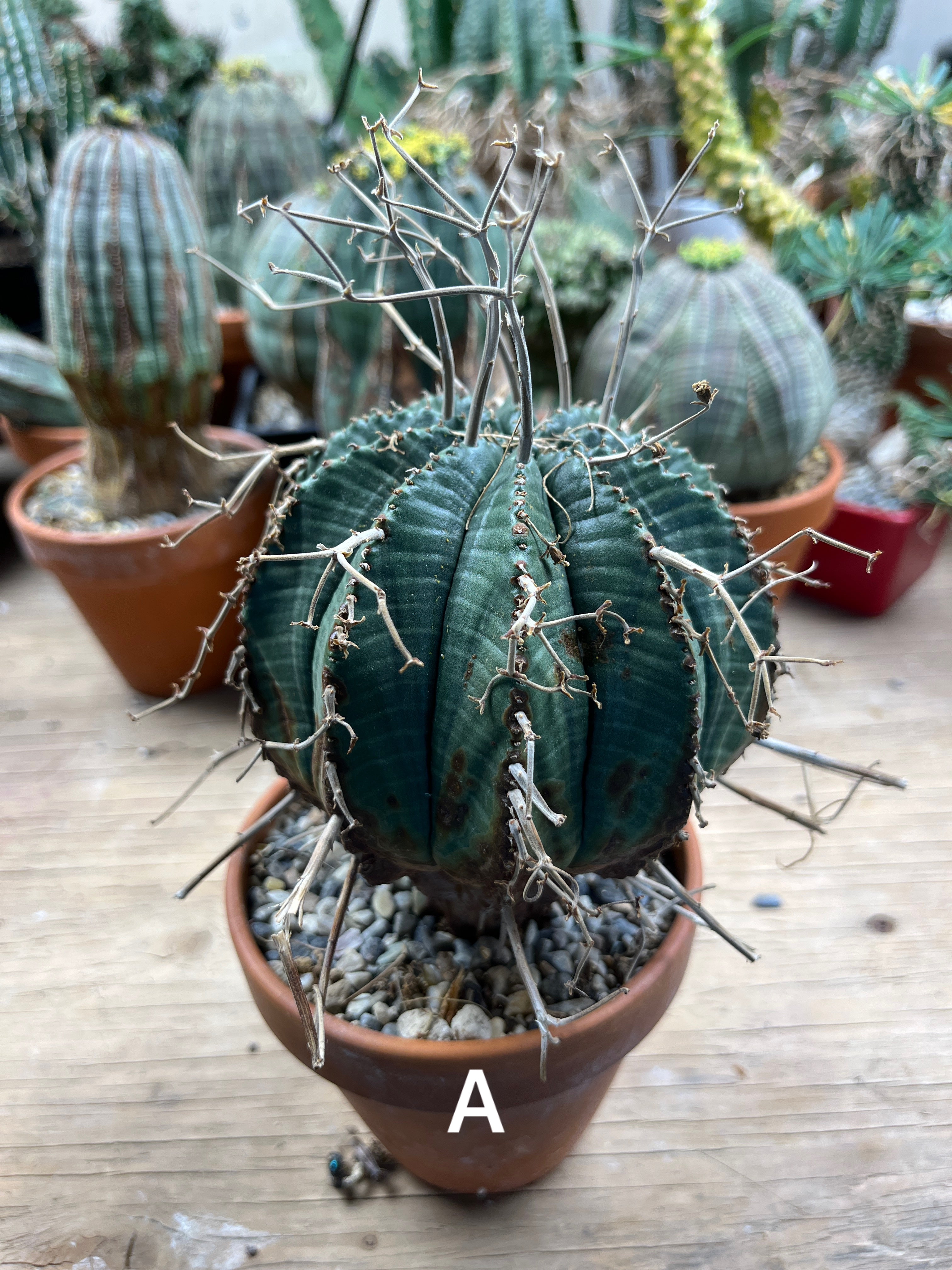 COMING SOON) Agave Utahensis var. Eborispina - Seed Grown – Platy & Co