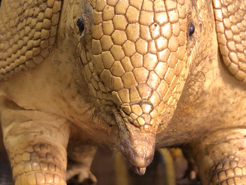 ココノオビアルマジロ 剥製 ワシントン条約 ・日本国内法（種の保存法