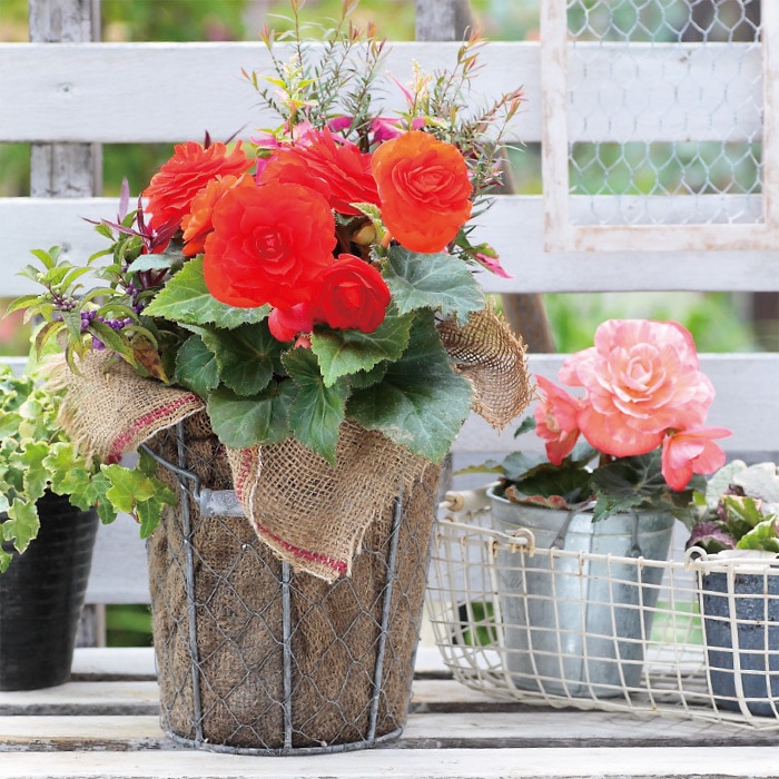 フォーチュンベゴニア(R) ゴールデンウィズレッドバック｜種（タネ