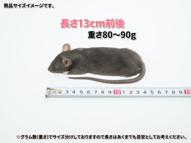 国産 冷凍ラット80~90g 5匹セット