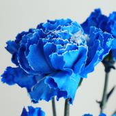 生花】国産カーネーション(ロイヤルブルー) ※染め青・【早締切-75
