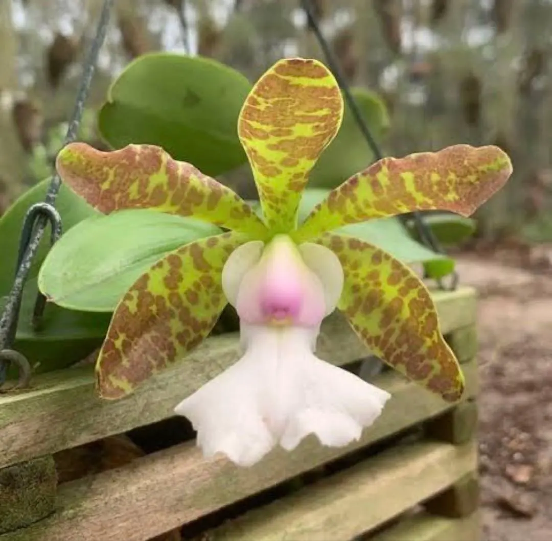 2026年最新】シレリアナの人気アイテム - メルカリ